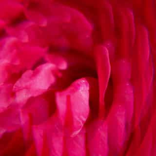 Gingembre Rouge Woda zapachowa well-being