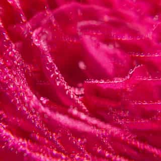 Rose Żel pod prysznic well-being