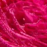 Rose Żel pod prysznic well-being