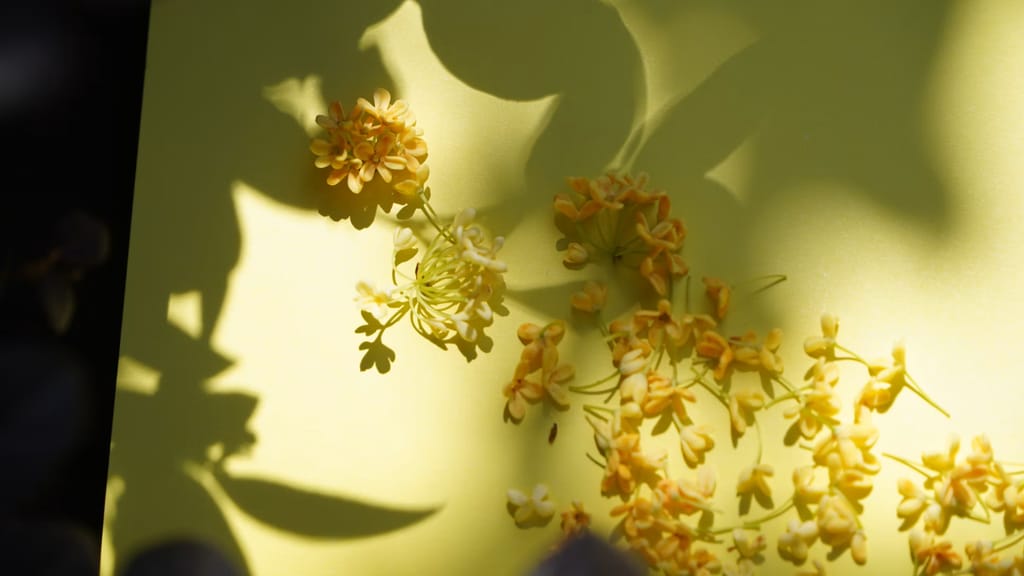 Osmanthus, kwiat pachnący morelą – odkryj tę rzadką nutę kwiatową